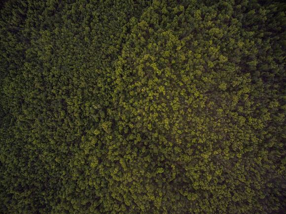 Aerial view of fields meeting woodland